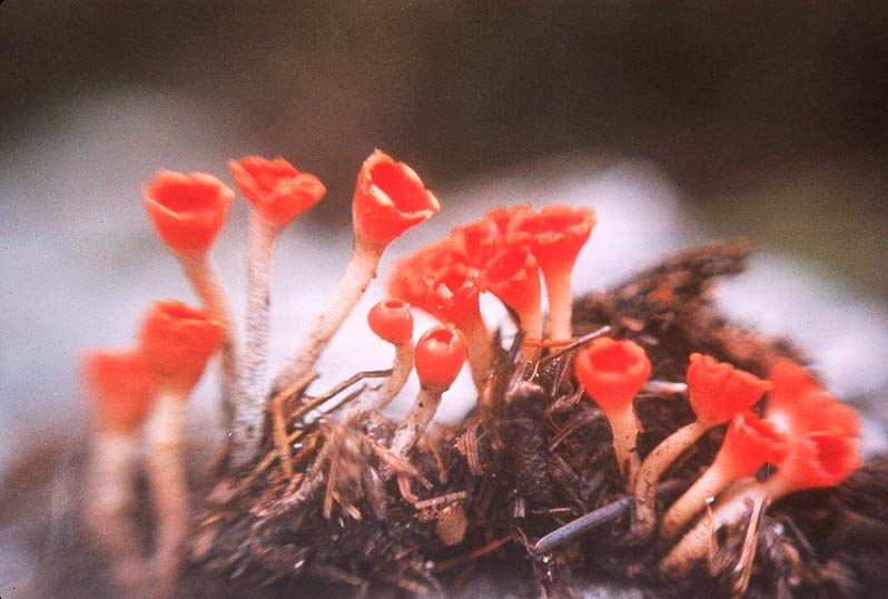 Microstoma protractum